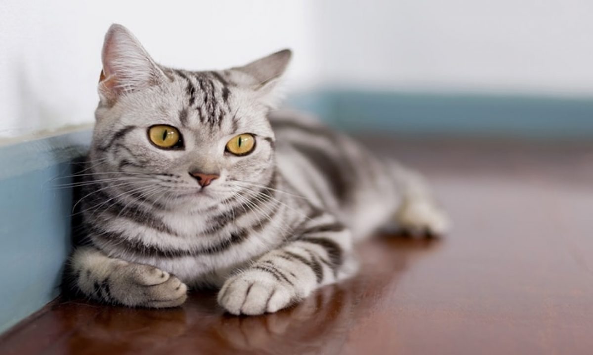 American Shorthair Kedisi